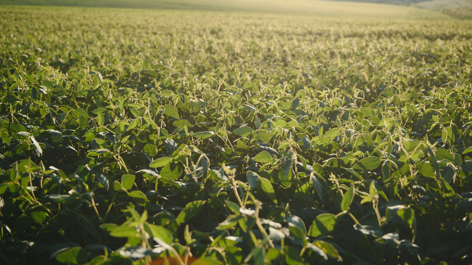 Negócio Fechado no Campo